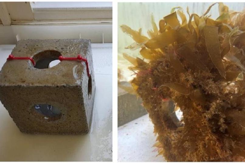 reef cube showing kelp colonisation to capture sediment and potentially help with wave attenuation if scaled